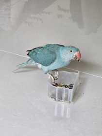 Lost Indian Ringneck Parakeet