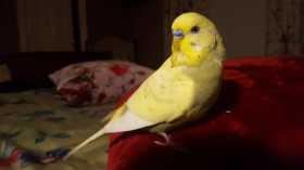 Lost Budgerigar