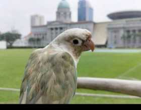 Lost Conure