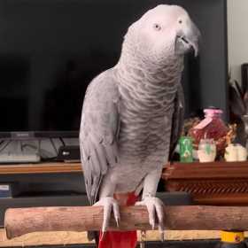 Lost African Grey