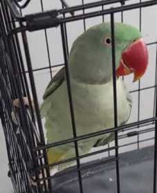 Lost Alexandrine