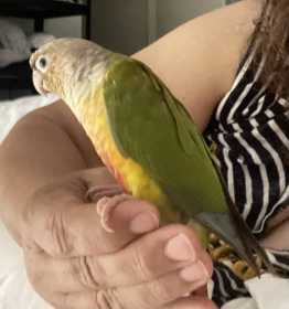 Lost Conure