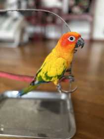 Lost Conure