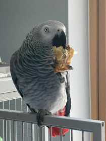 Lost African Grey