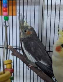 Lost Cockatiel