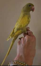 Lost Indian Ringneck Parakeet