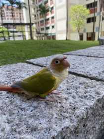 Lost Conure