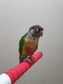 Lost Conure