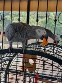 Lost African Grey