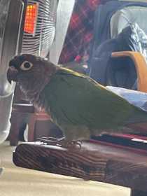 Lost Conure