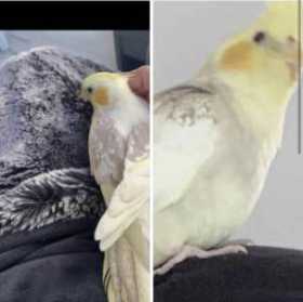 Lost Cockatiel