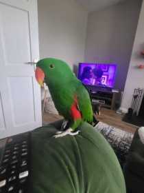 Lost Eclectus