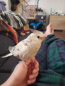 Lost Cockatiel