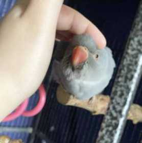 Lost Rose Ringed Parakeet