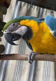 Lost Macaw