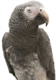Lost African Grey