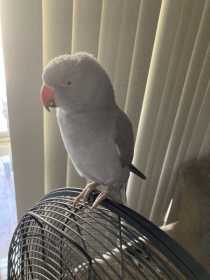 Lost Indian Ringneck Parakeet