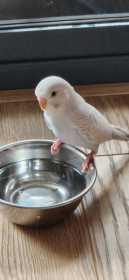 Lost Budgerigar
