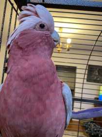 Lost Galah Cockatoo