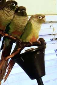 Lost Conure