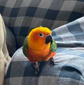 Lost Conure