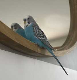 Lost Budgerigar