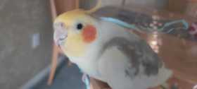 Lost Cockatiel
