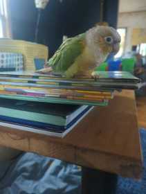 Lost Conure