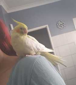 Lost Cockatiel