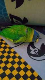 Lost Plum-Headed Parakeet