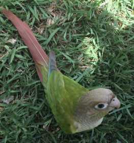 Lost Conure