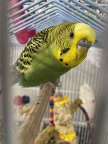 Lost Budgerigar