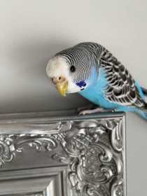 Lost Budgerigar