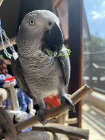 Lost African Grey