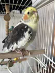 Lost Cockatiel