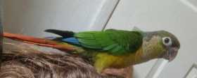 Lost Conure