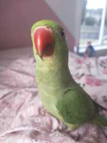 Lost Indian Ringneck Parakeet