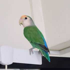 Lost Lovebird