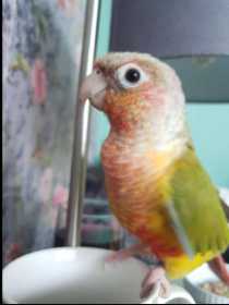 Lost Conure