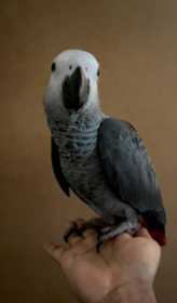 Lost African Grey