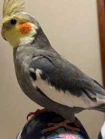 Lost Cockatiel