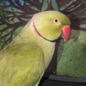 Lost Indian Ringneck Parakeet