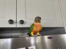 Lost Conure