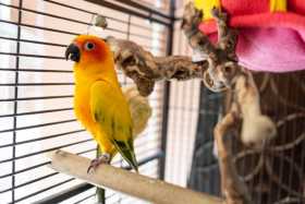 Lost Conure