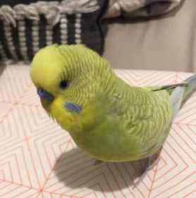 Lost Budgerigar