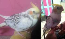 Lost Cockatiel