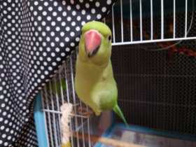Lost Indian Ringneck Parakeet