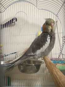 Lost Cockatiel