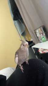 Lost Cockatiel