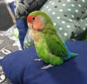 Lost Lovebird